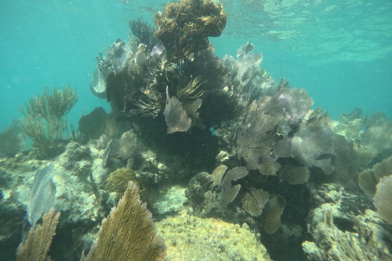 Schnorchelparadies Cancun und Unterwassermuseum in Nizuc