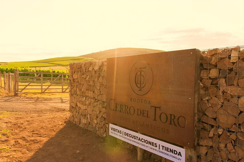 Punta del Este: Bodega Cerro del Toro winery tour and premium tasting Premium winery tour and tasting (special tour inclsuive transfer)