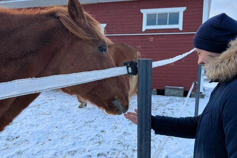 Levi Experience: Det lokala livet på en dag