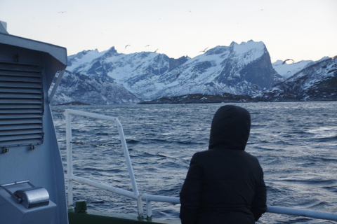 Safari en mer à Tromsø