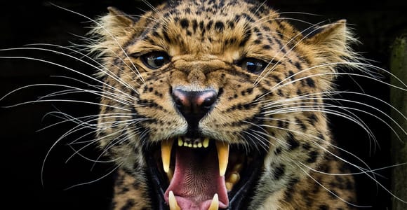 YALA BLOCK 5 & 6 (Weheragala & Lunugamwehera) Safari Tour