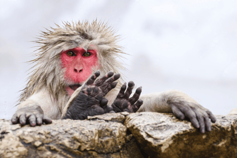 From Tokyo: Nagano, Monkeys, Zenkoji Temple Private Day Trip