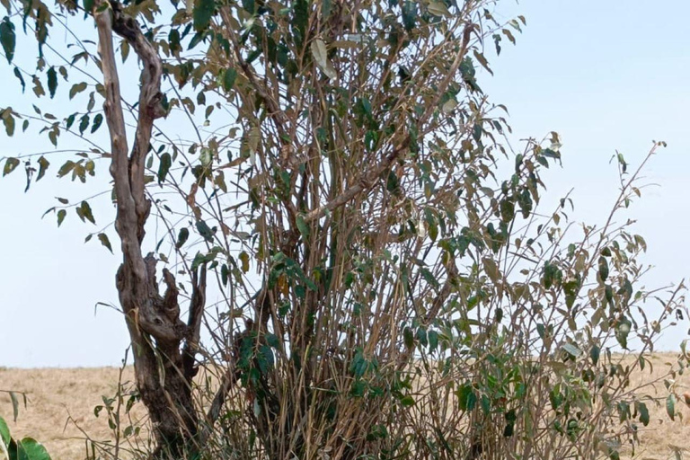 Nairobi: Maasai Mara National Reserve Day Trip