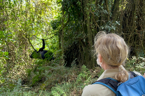 1-Day Rwanda Gorilla Trekking Volcanoes National Park