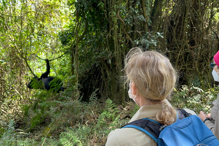 1-Day Rwanda Gorilla Trekking Volcanoes National Park