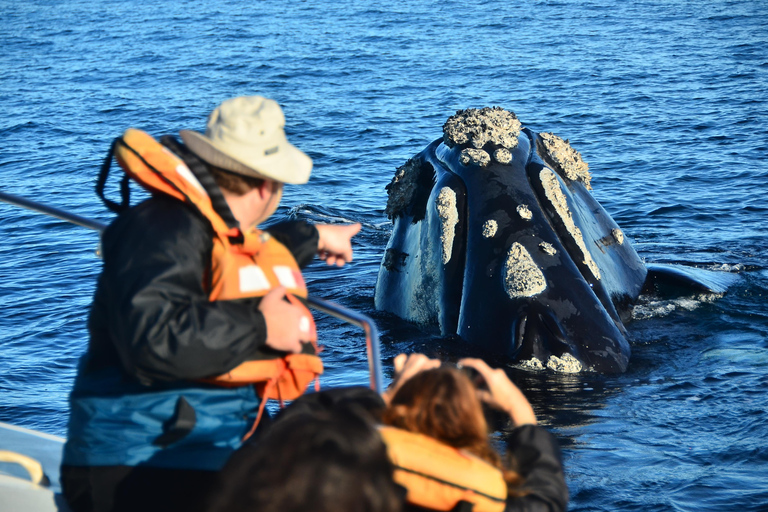 Península Valdés: Whale Watching Boat Tour with Guide