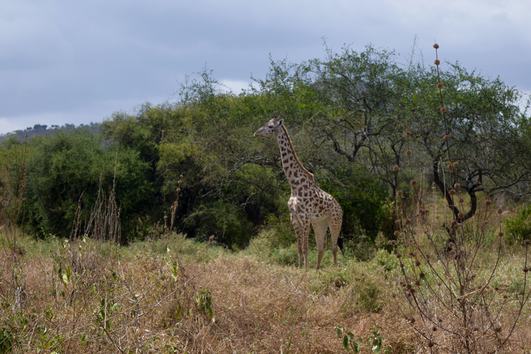 Arusha: Paseo con jirafas