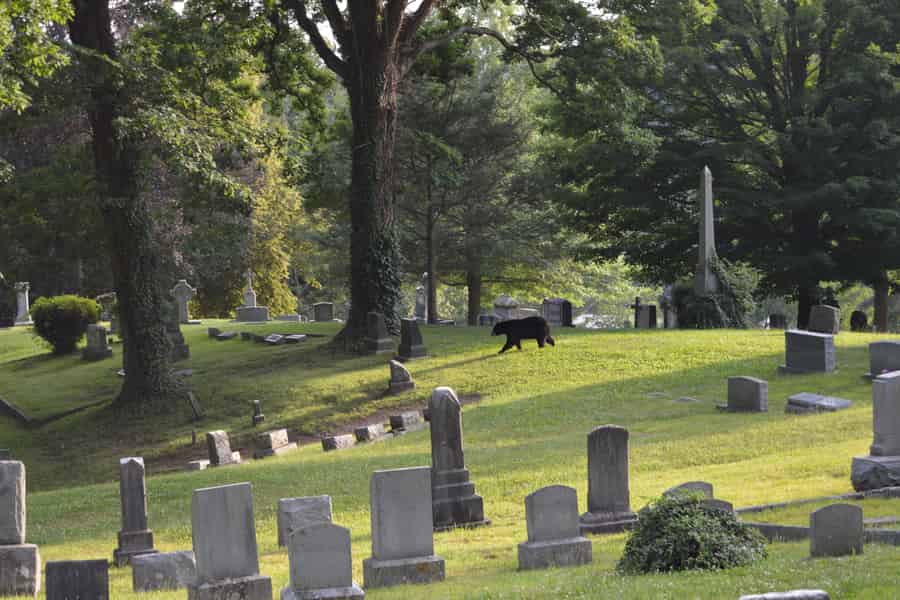 Asheville: Geistertour auf dem Riverside Cemetery. Foto: GetYourGuide Asheville: Geistertour auf dem Riverside Cemetery. Foto: GetYourGuide