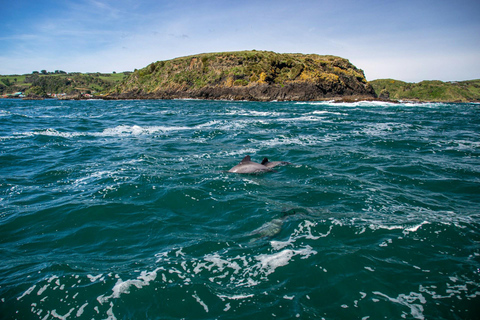 Side: Dolphin Island Boat Trip with Lunch & Swim Stops