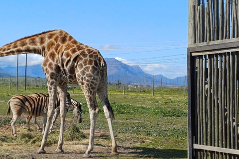 Città del Capo: degustazione di vini, casa delle giraffe e incontro con il ghepardo