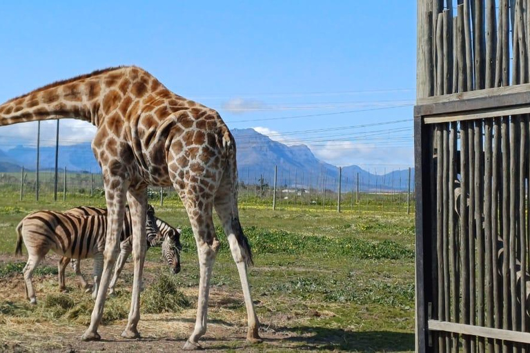 Città del Capo: degustazione di vini, casa delle giraffe e incontro con il ghepardo