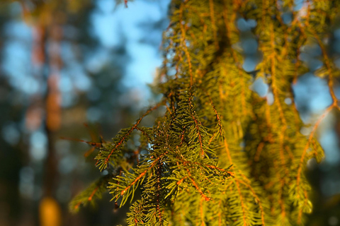 Oslo: Forest Hike with Panoramic Fjord Views and a dog