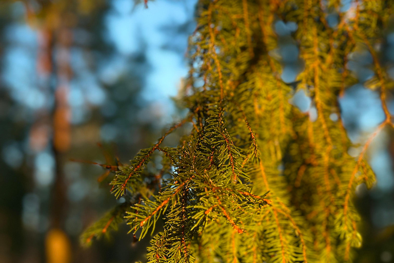 Oslo: Forest Hike with Panoramic Fjord Views and a dog