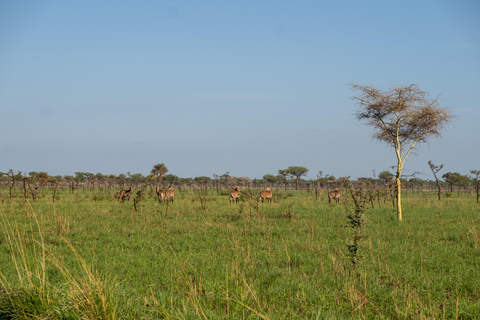 From Kampala: 3-Day Pian Upe Conservation Reserve Safari