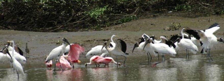 Costa Rica : Croisière privée, safari animalier et ranch culturel