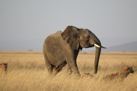 Cheap 2-night Serengeti Experience