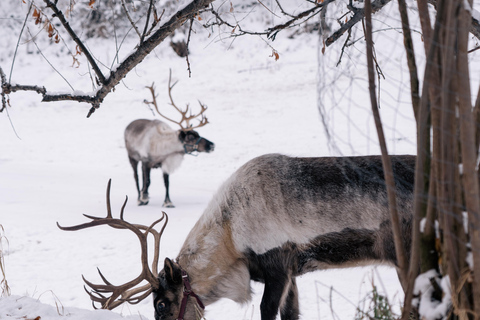 Fairbanks: Reindeer Walk with transportation