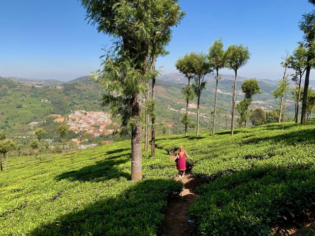 Visit Ooty Private Tamil Nadu Day Trip with Tea Factory Tour in Masinagudi