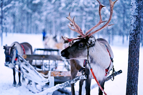 Rovaniemi: autentico safari nella fattoria delle renne e giro in slitta lunga