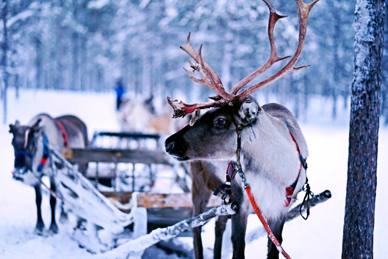 Rovaniemi: Safari z reniferami i 2,5-kilometrowa przejażdżka saniamiSafari z reniferami i 2,5-kilometrowa przejażdżka saniami