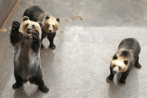 From Sapporo: Toya Lake and Noboribetsu Hell Valley Tour Depart from Sapporo Tokyu REI Hotel