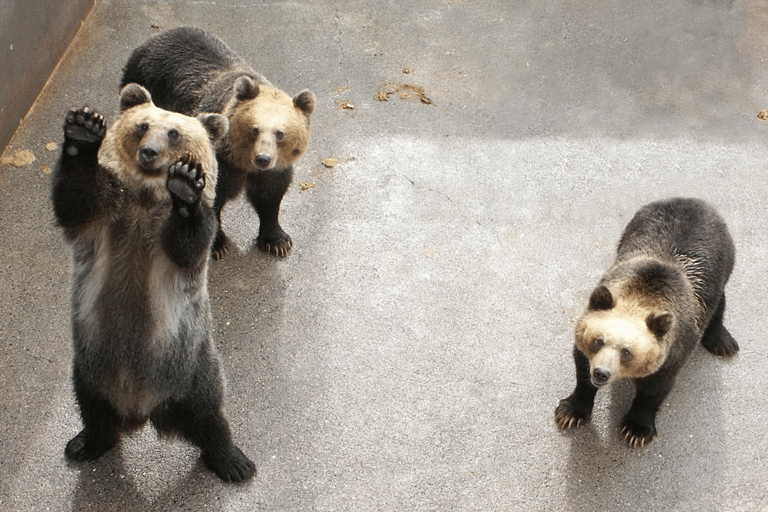 From Sapporo: Toya Lake and Noboribetsu Hell Valley Tour Depart from Sapporo Tokyu REI Hotel