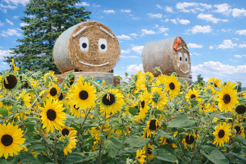 Hokkaido: Furano & Biei 1-Day Tour with Melon & Blue Pond No Melon