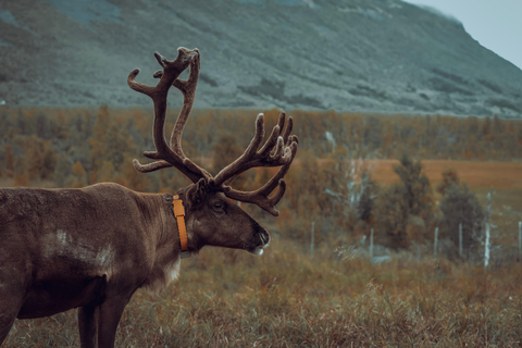 Reindeer Feeding and Sami Culture with Lunch in Autumn Tromsø: Reindeer Feeding and Sami Culture in Autumn