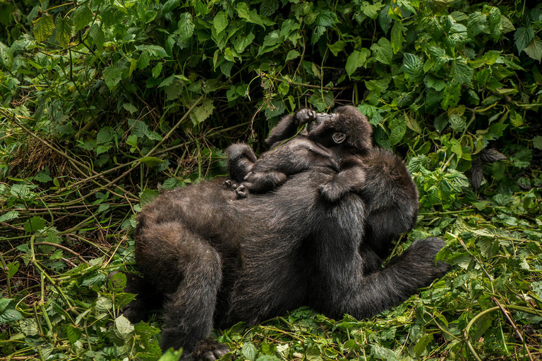 Tagestour: Gorillatrekking in Musanze