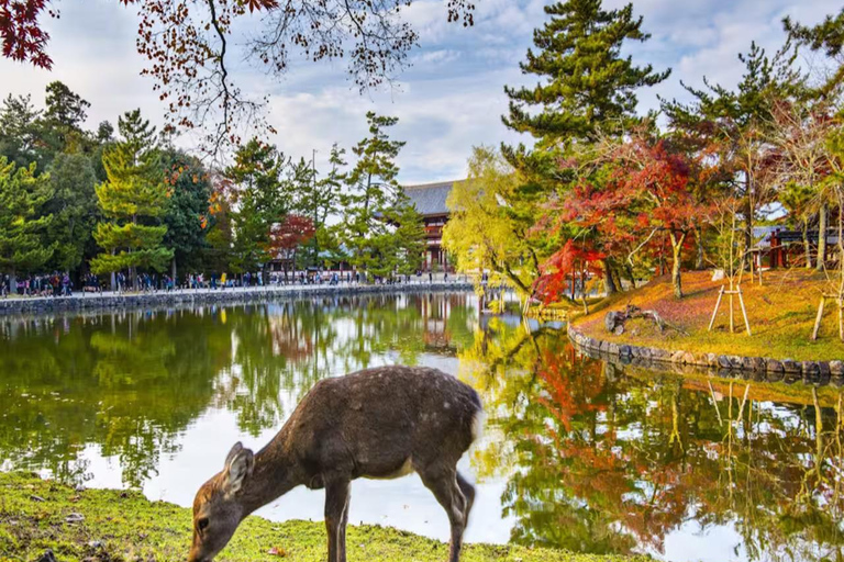 Discover Nara: The City of Deer, Temples & Timeless Beauty