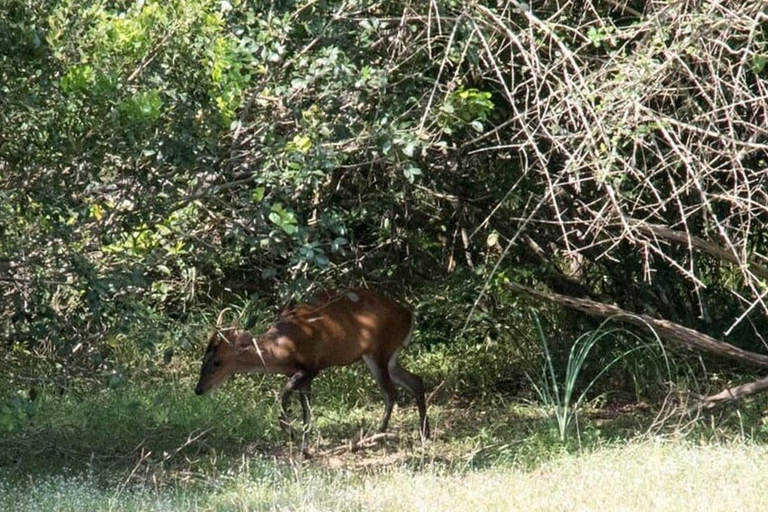 Anuradhapura: Excursión de un día al Parque Nacional de Wilpattu con entradaAnuradhapura: Excursión de un día al Parque Nacional de Wilpattu con ticket de entrada