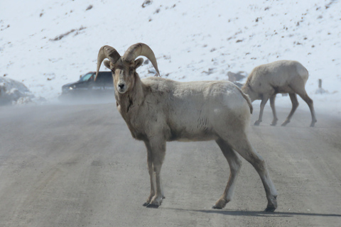 Grand Teton Park & Jackson Hole Morning Wildlife Tour