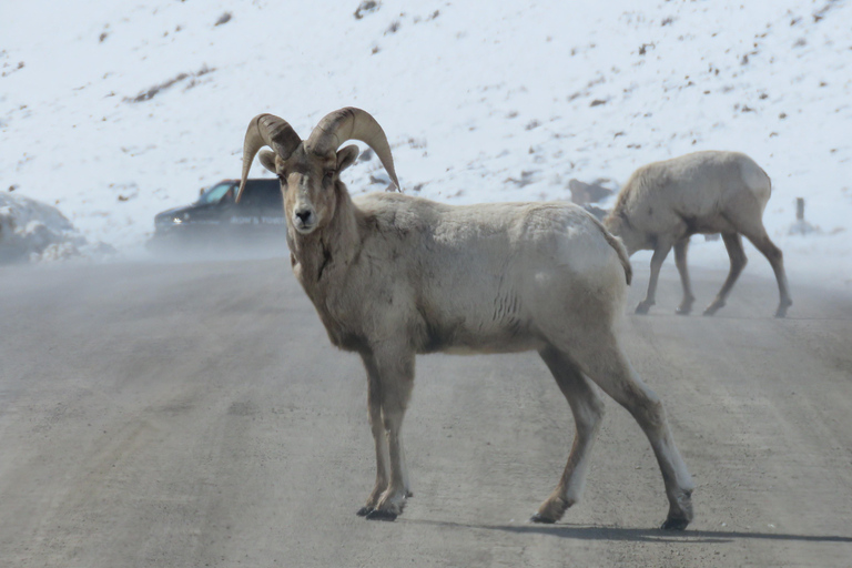 Grand Teton Park & Jackson Hole Morning Wildlife Tour