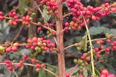 Visita guiada a la plantación y fábrica de café Fairview con entrada incluida