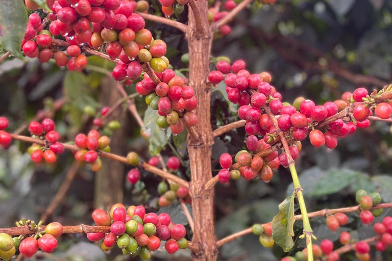 Visita guiada a la plantación y fábrica de café Fairview con entrada incluida