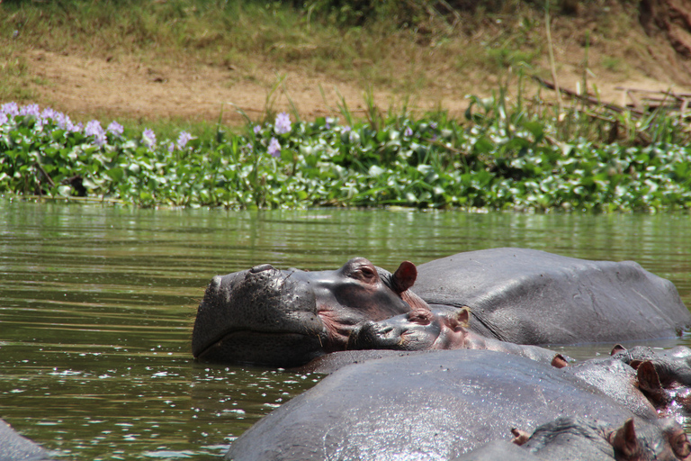 Bwindi gorilla trekking with Queen Elizabeth National Park