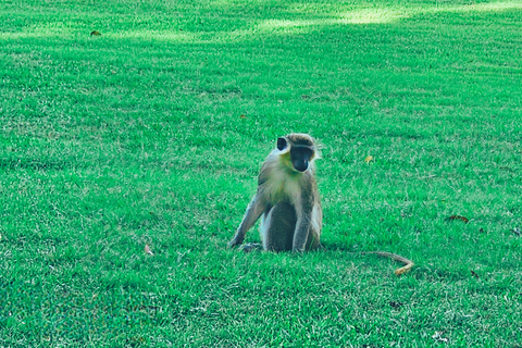 Barbados: Tour guiado panorâmico particular