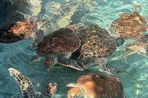 ZANZIBAR: Jozani Forest, butterfly center & Reptile park PRIVATE TOUR INCLUDES TRANSFER