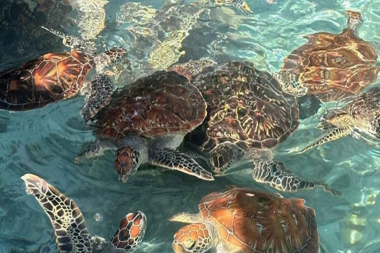 ZANZIBAR: Jozani Forest, butterfly center & Reptile park PRIVATE TOUR INCLUDES TRANSFER