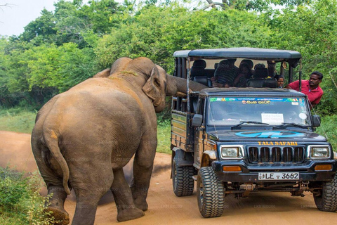 Au départ d&#039;Ella : Galle / Mirissa / Tangalle Transfert avec Safari