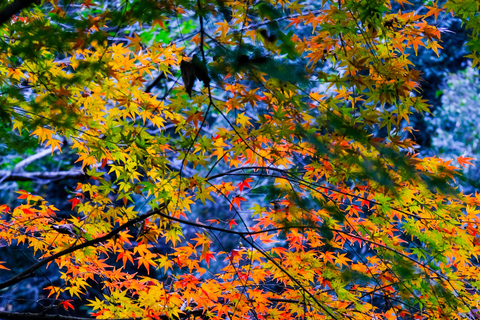 Hangzhou Temples Trail: Explore Lingyin, Faxi, and Yongfu