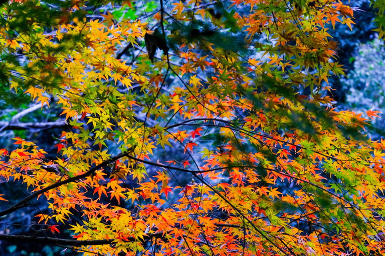 Hangzhou Temples Trail: Explore Lingyin, Faxi, and Yongfu