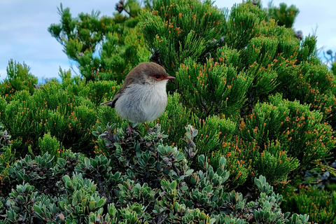 Hobart: Cape Hauy Hike an Active Adventure