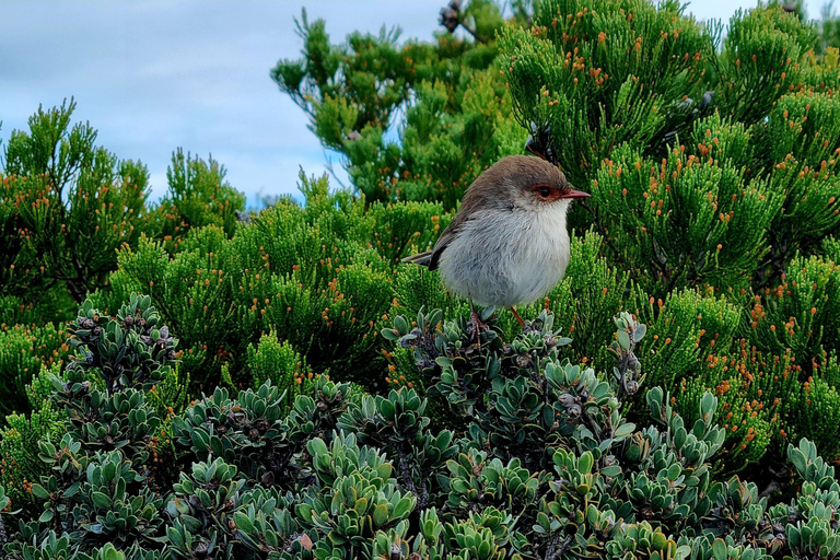 Hobart: Cape Hauy Hike an Active Adventure