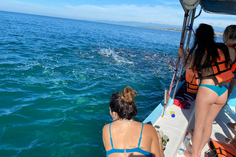 Puerto Escondido: Bootstour zu Delfinen und MeerestierenPrivate Tour