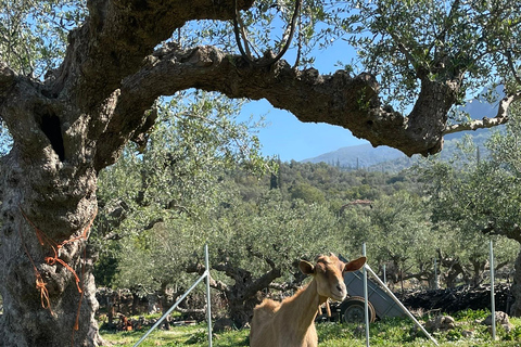 Kalamata: Farm-to-Table Experience with Cooking