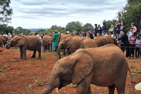 David Sheldrick Wildlife Trust & Giraffe Center avec déjeuner