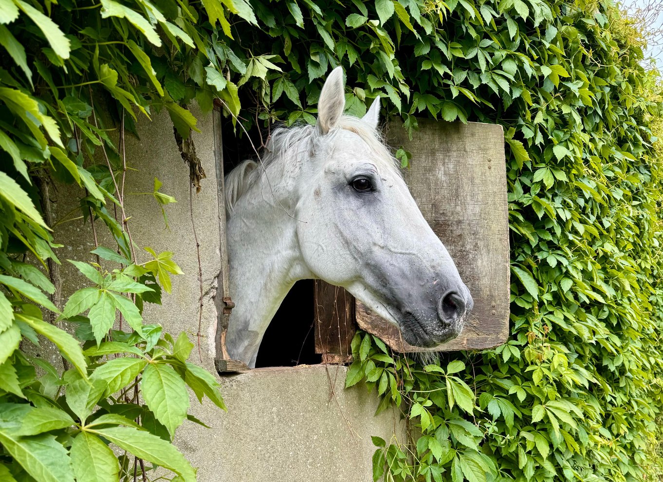 County Armagh: Tur fra blomst til flaske med smagning