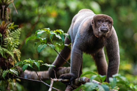 From Cusco: Manu National Park 4-Day Wildlife Expedition