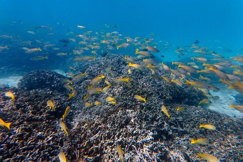 Diani Beach: Sunrise Boat Tour and Snorkeling Trip